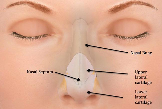 Nasal Septum Repair