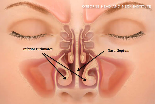 nasal anatomy